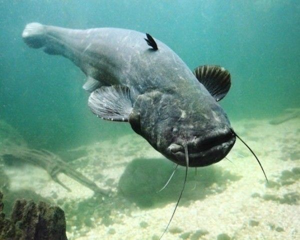 Создать мем: yayın balığı, giant catfish, catfish