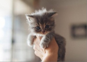 Create meme: kittens kittens, fluffy kittens, kitties
