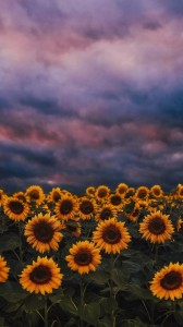 Create meme: sunflower, field of sunflowers