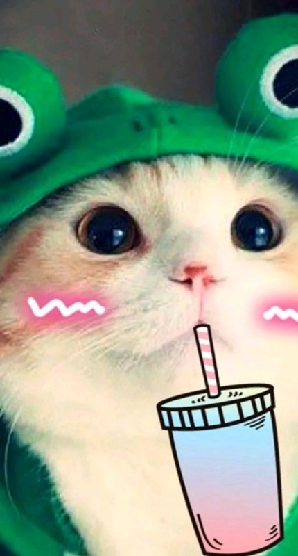 Create meme: cute cats on ava, a cat in a frog costume, seals 