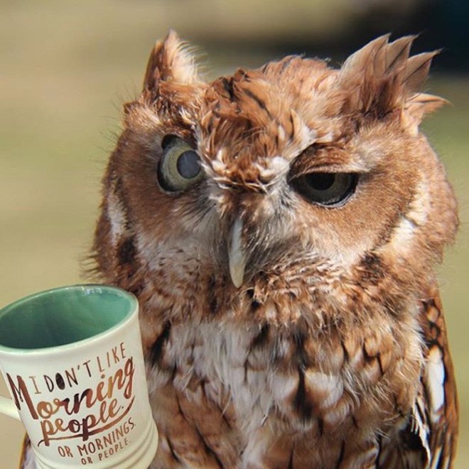 Create meme: sleepy owl, owls and coffee, an owl