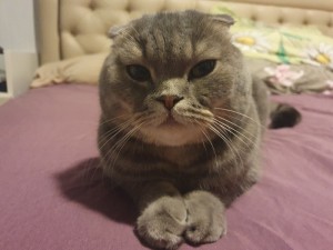 Create meme: Scottish fold, cat Scottish fold, lop-eared