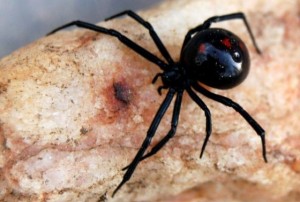 Create meme: steatoda black spider, the black widow the black widow, black widow spider photo size