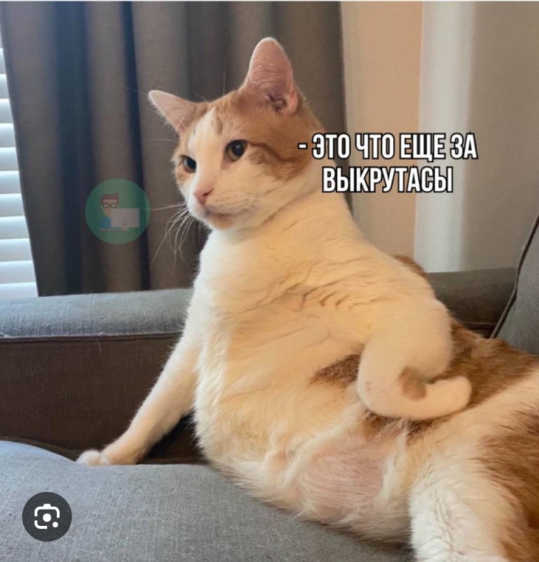 Create meme: The cat is indignant, cat sitting , bloated cat