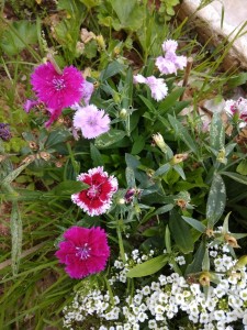 Создать мем: гвоздика, гвоздика однолетняя, dianthus star