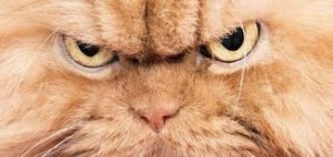 Create meme: cat in anger, evil cat, Persian cat
