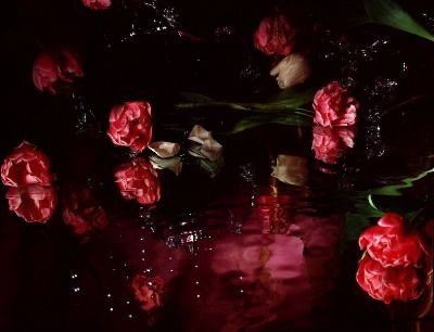 Create meme: scarlet peonies, flowers in the water aesthetics, the flower is red