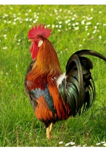 Create meme: big cock, the cock bird, beautiful cock