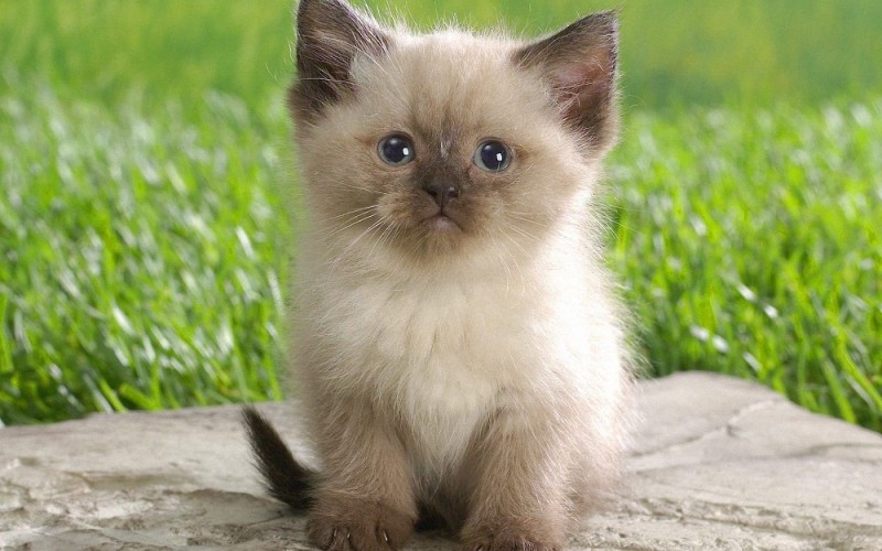 Create meme: Siamese cat , cats are small, The kitten is beautiful