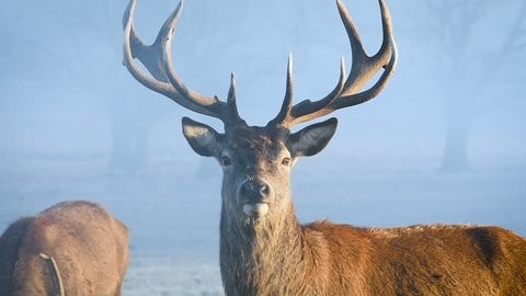 Create meme: red deer raisin, deer maral, red deer maral raisin