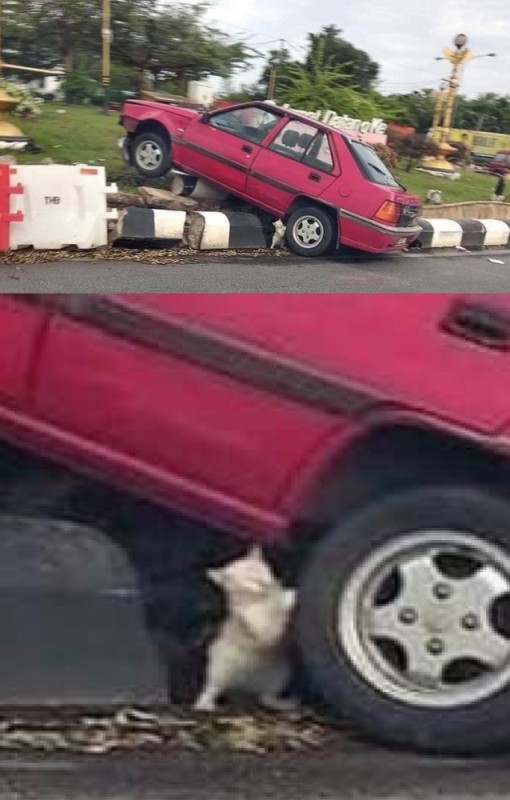 Create meme: an accident with a cat and a toy car, accident , risk barrier