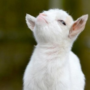 Create meme: goat, proud animals, animals funny