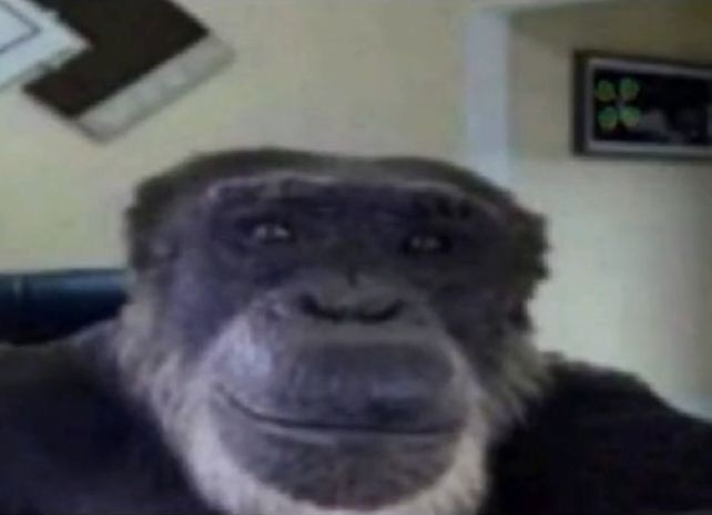 Create meme: meme gorilla, monkey meme, meme with a monkey