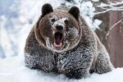 Create meme: grizzly bear , harsh bear, grizzly bear connecting rod