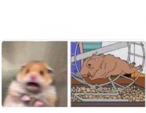Create meme: bulldog eats a banana, house pet,, a hamster who is looking at the camera