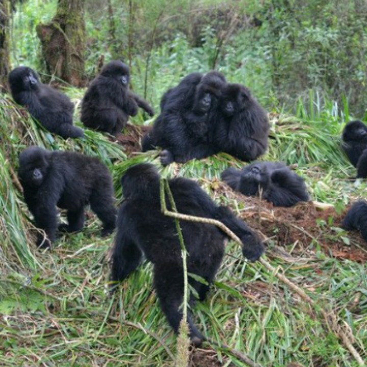 Create meme: Virunga Gorilla National Park, Virunga Gorilla Park, mountain gorilla