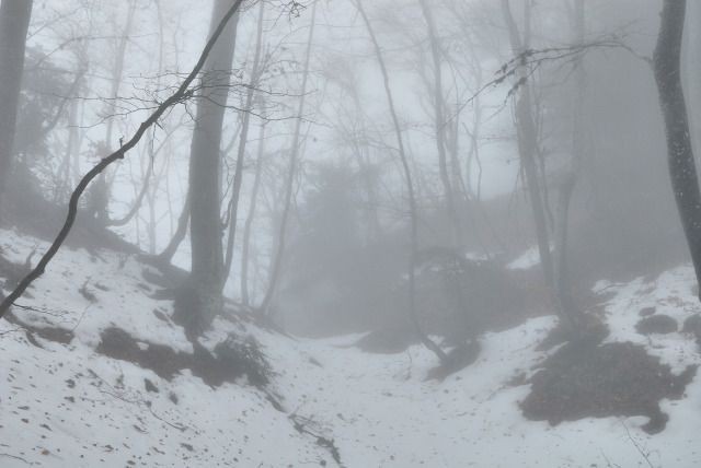 Create meme: winter fog, winter fog, fog forest