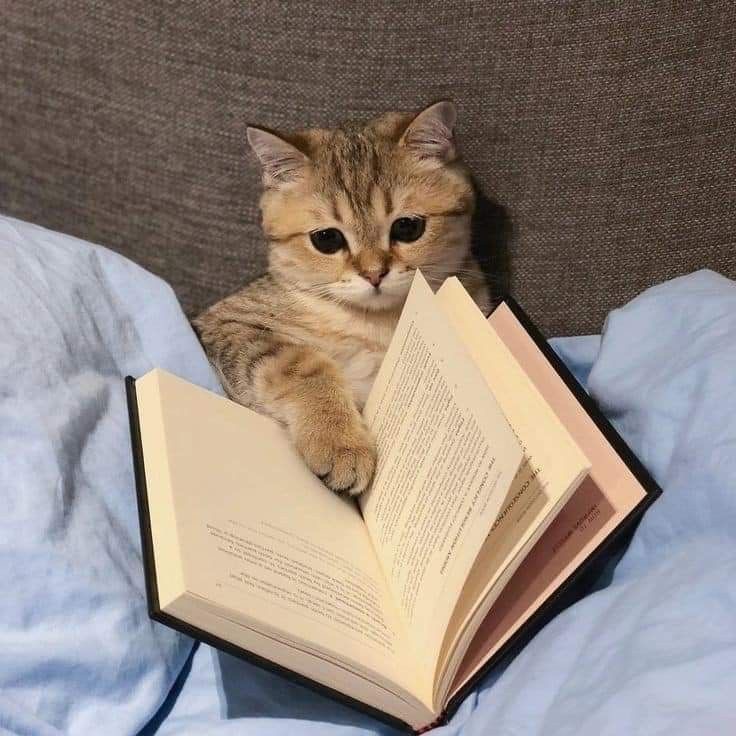 Создать мем: котик, коты и книги, кот