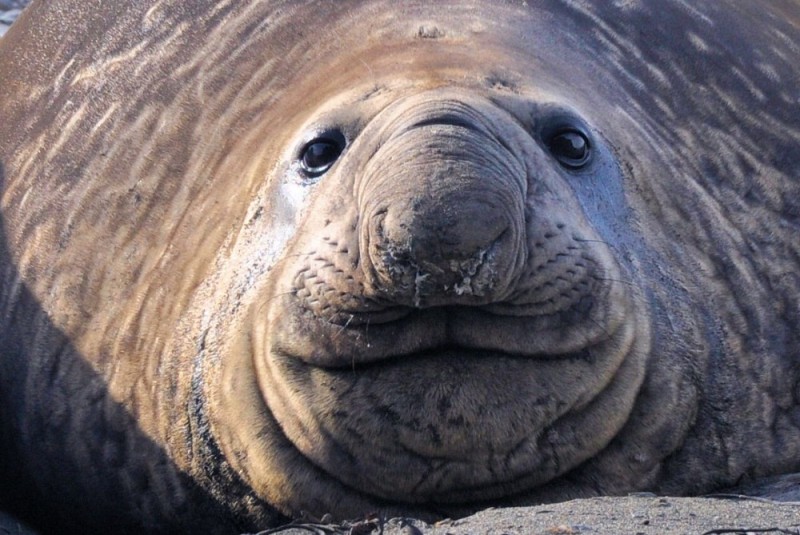 Create meme: elephant seal, sea elephant Idon, southern elephant seal in antarctica