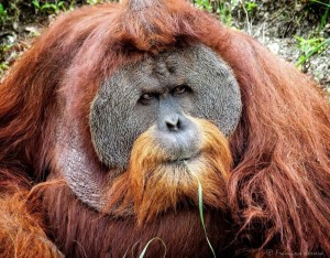 Create meme: Sumatran orangutan