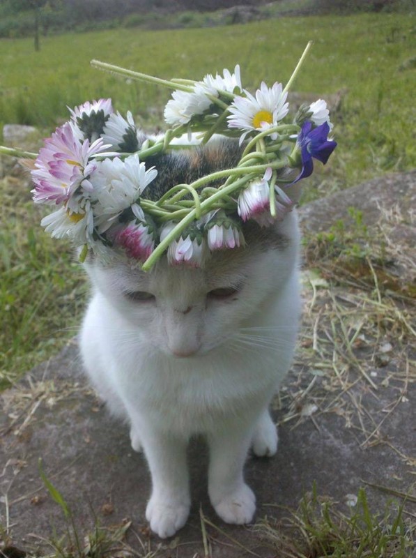 Create meme: a cat with a wreath on his head, flowers seals, cats and flowers