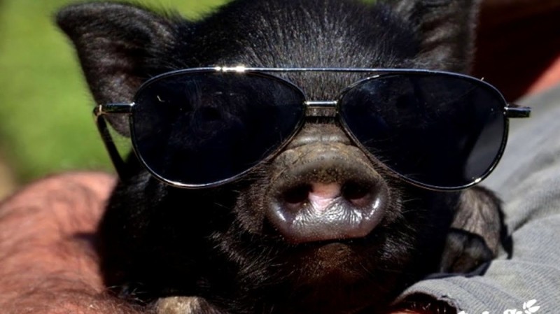 Create meme: pig with glasses