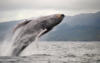 Создать мем: киты в доминикане, whale, кит выпрыгивает из воды