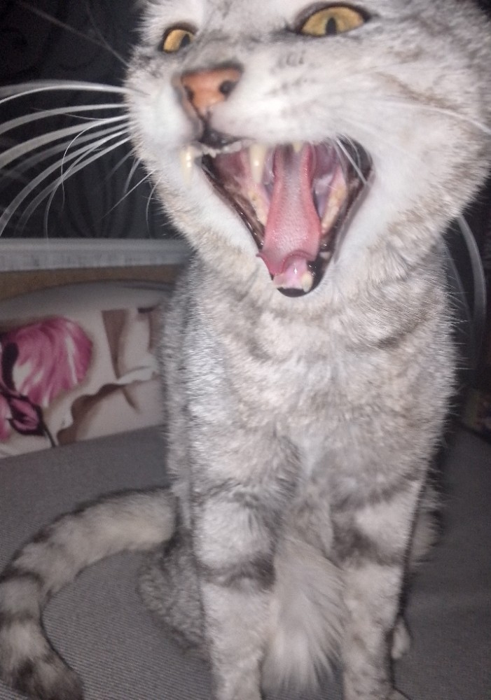 Create meme: the European shorthair cat, cat, the cat yawns