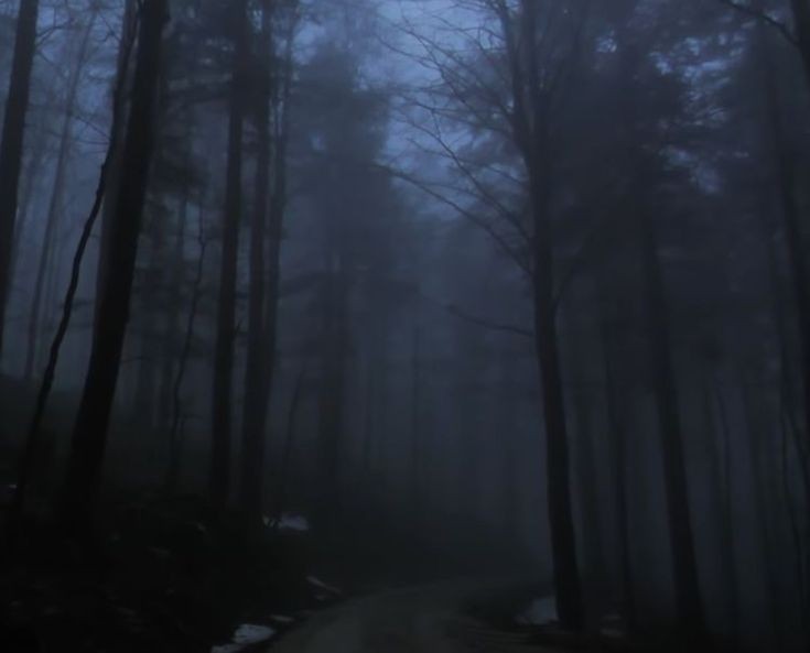 Create meme: night forest , grey forest background, into the woods