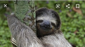 Create meme: Costa Rica sloths, sloth kicks, I'm a sloth