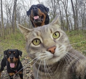 Create meme: funny animals, selfie animals, selfie cat