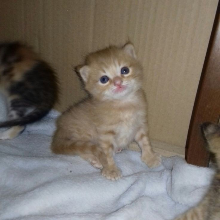 Create meme: Scottish kittens , Scottish straight-eared cat red lop-eared, lop-eared kitten
