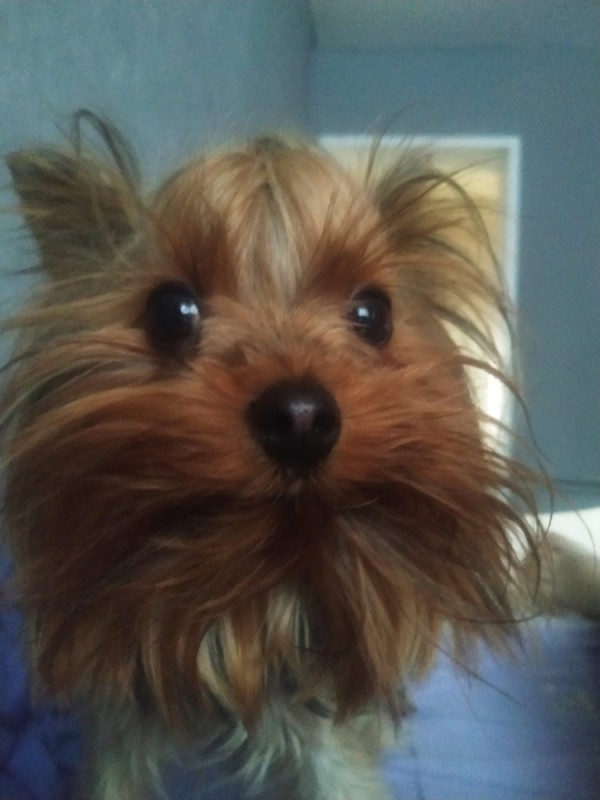 Create meme: dog Yorkshire Terrier, Yorkshire Terrier , mini Yorkshire Terrier