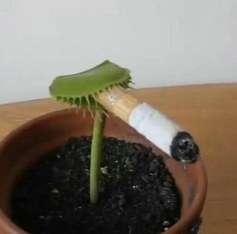 Create meme: Venus flytrap, Venus flycatcher with a cigarette, The smoking venus flycatcher