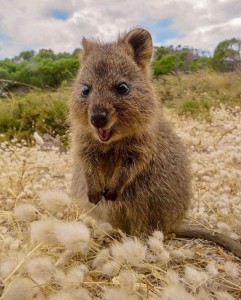 Create meme: kangaroo quokka, quokka smiling animal