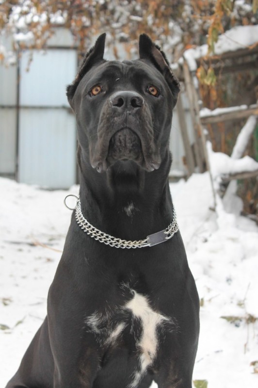 Create meme: breed cane Corso, dog cane corso, dog breed cane Corso