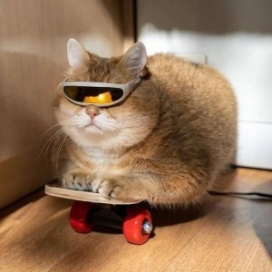 Create meme: cat, cool cat