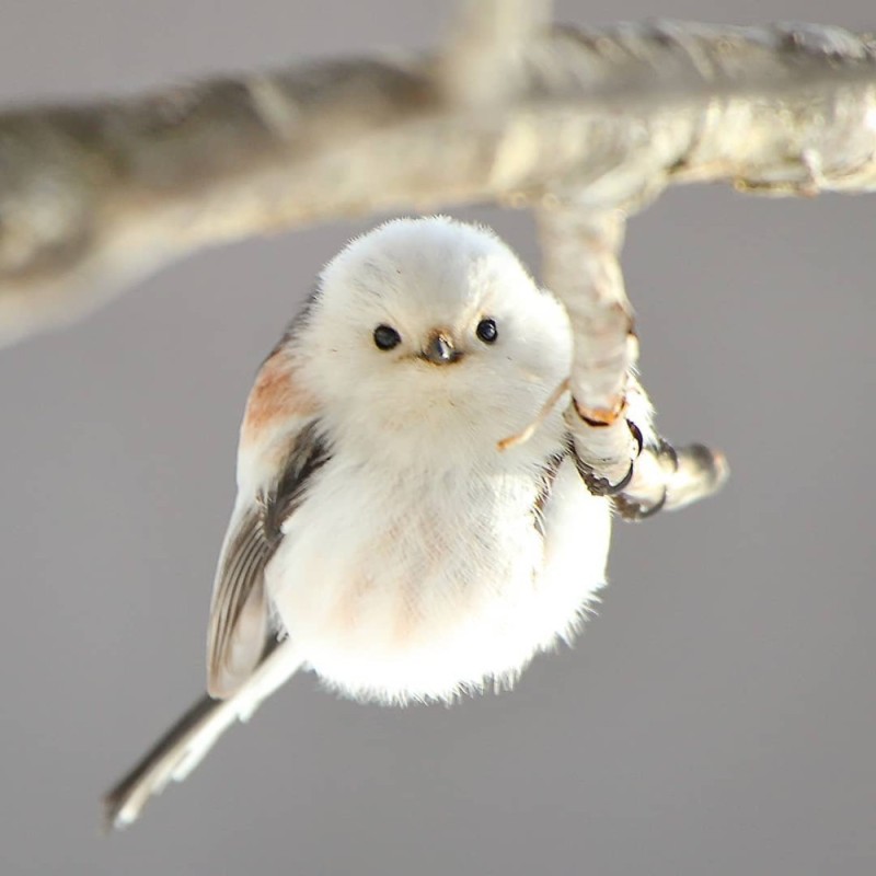 Create meme: long-tailed tit, tit headrest, The bird is a long-tailed tit