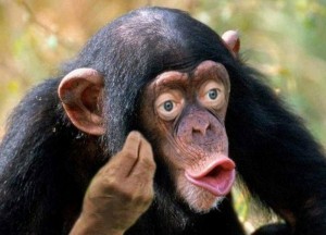 Create meme: chimp meme, monkey chimp, male chimpanzees