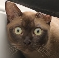 Create meme: Siamese cat, the Burmese