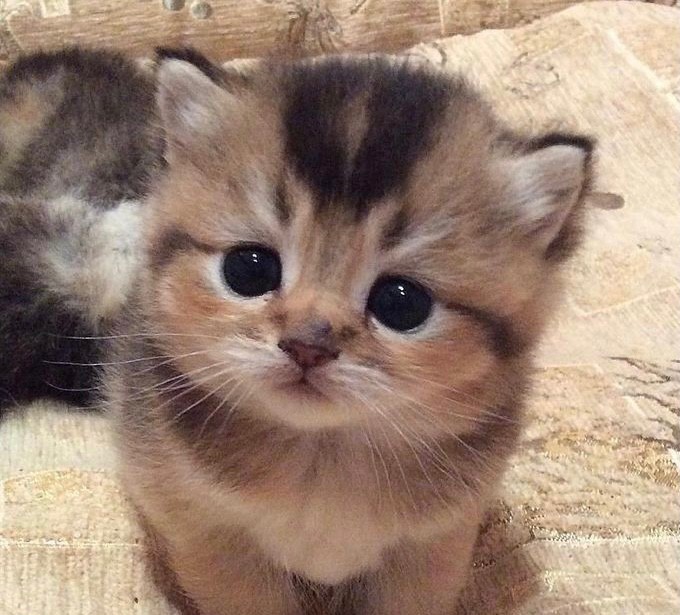 Create meme: the kitten is homemade, adorable kittens, cute cats 
