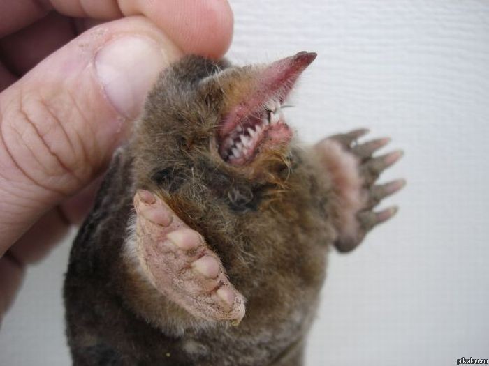 Create meme: mole , mole shrew, blind man's teeth