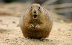 Create meme: marmot, animal gopher, gopher