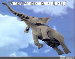 Create meme: elephant