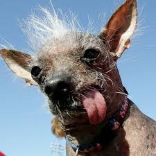 Create meme: Mexican crested dog, chinese crested dog bald, Chinese crested dog Sam