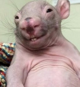 Create meme: wombats, wombat funny, bald rats