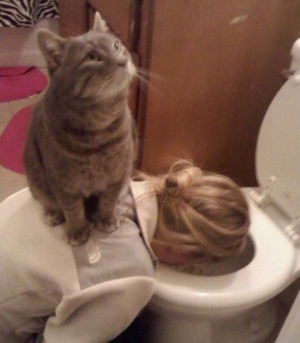 Create meme: the cat is sick, cat , The cat is in the toilet