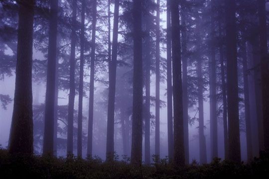 Create meme: forest in the fog, forest trees , in the forest at night