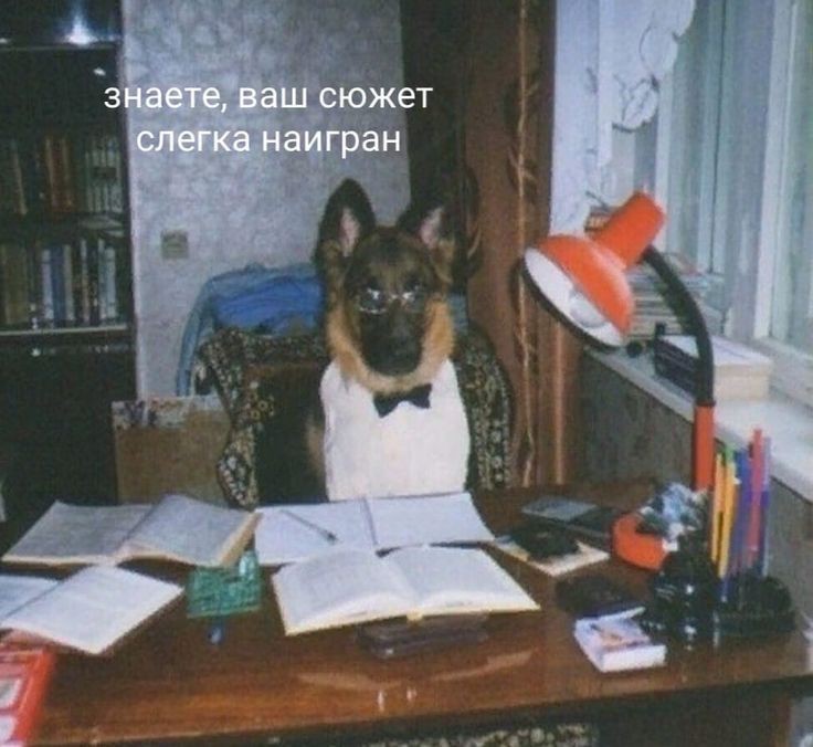 Create meme: shepherd , German shepherd , German shepherd dog