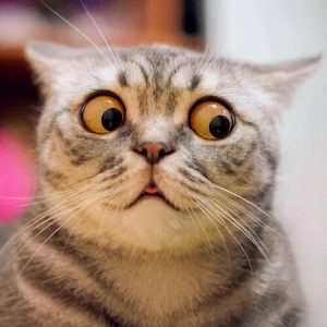 Create meme: cat funny, cat, surprised kitty